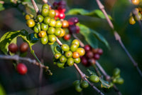 Les Différentes Espèces de Grains de Café